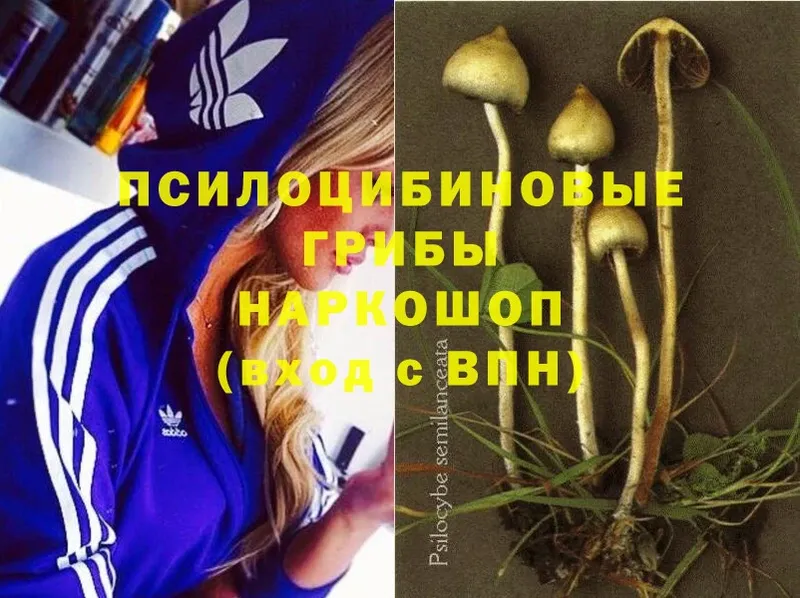 как найти наркотики  Отрадное  Галлюциногенные грибы Psilocybine cubensis 